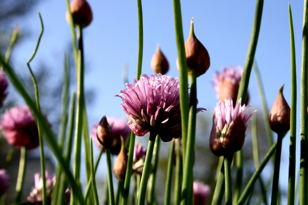 flowering, chives