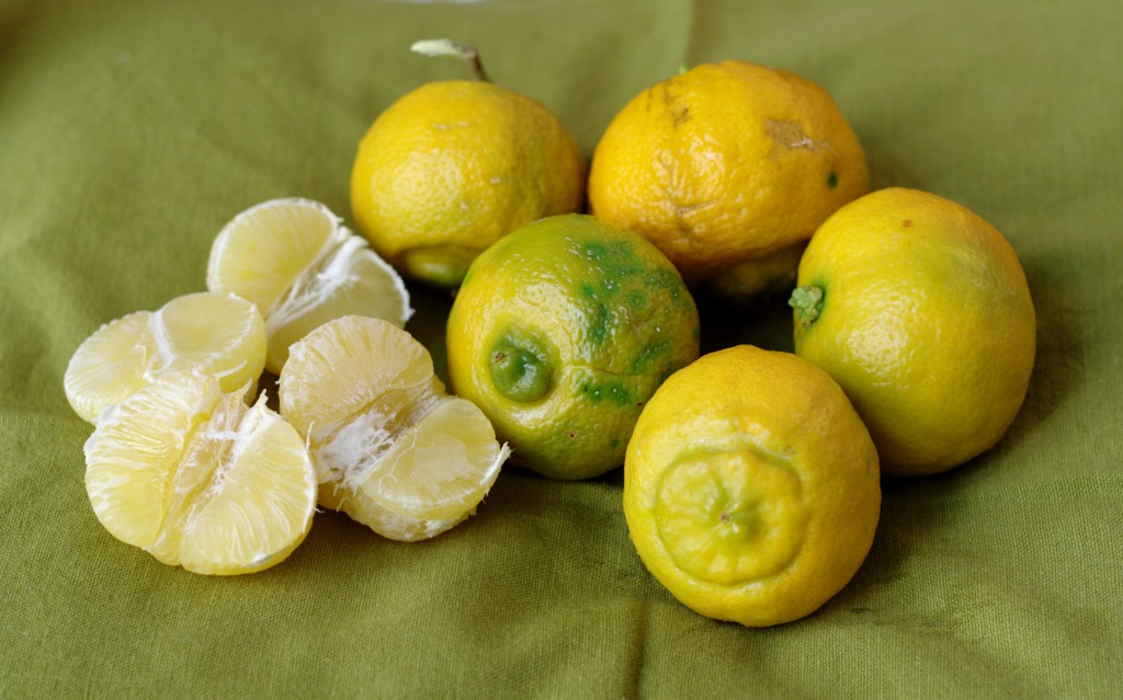 Frutti antichi - limo napoletano